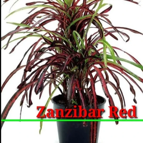 Zanzibar Croton Sapling (100 Pcs.)