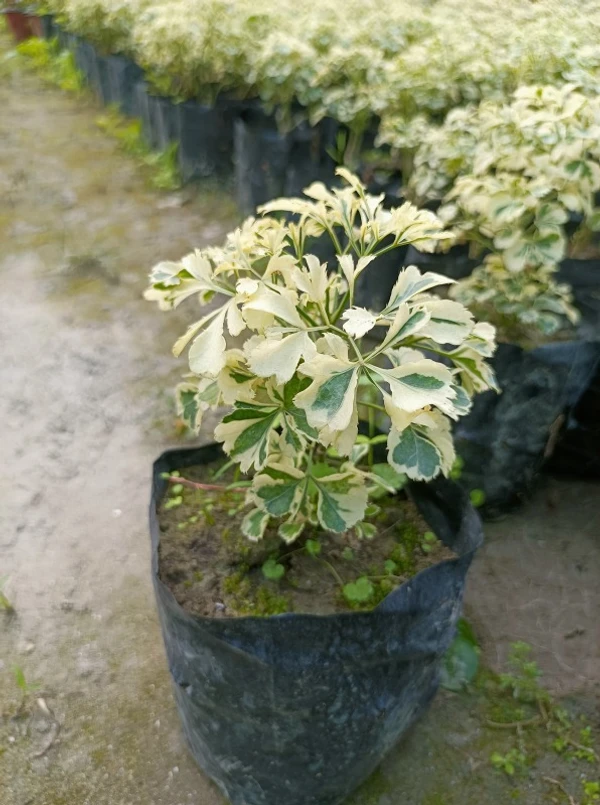 Aralia Variegated Sapling (100 Pcs.)