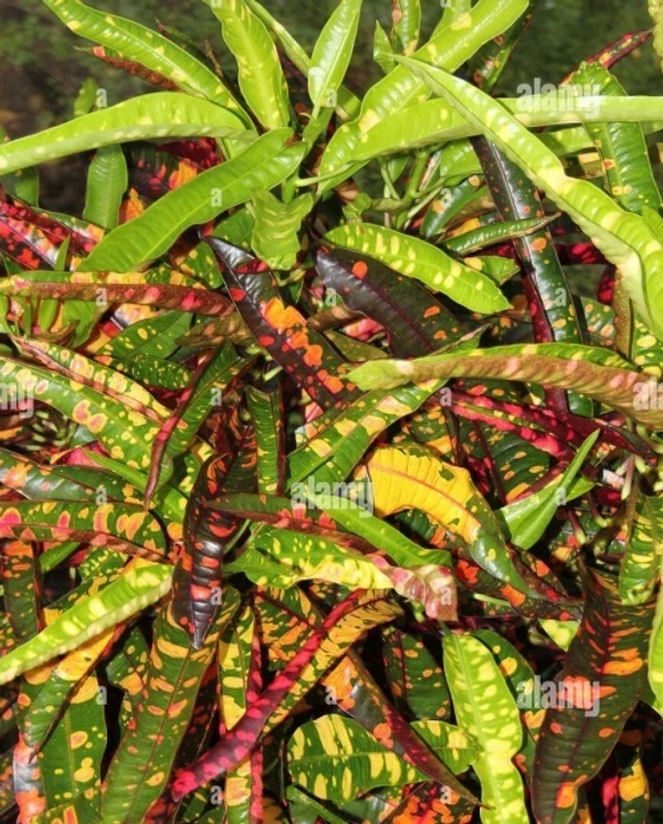 Bush on Fire Croton (200 Pcs.) - Up To 1.5' Plant