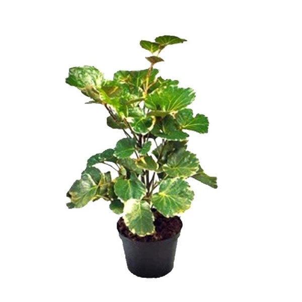 Aralia Dinner Plate Sapling (100 Pcs.)