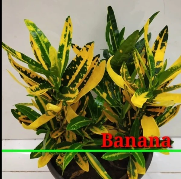 Banana Croton Sapling (100 Pcs.)