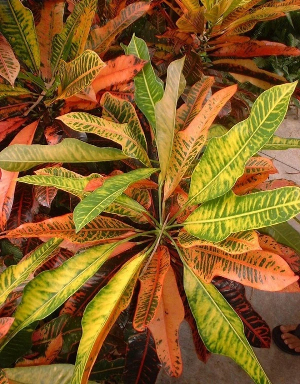 Florida Select Croton Sapling (100 Pcs.)