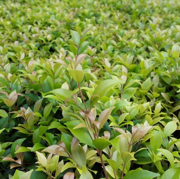 Syzygium - Allyn Magic Sapling (100 Pcs.)