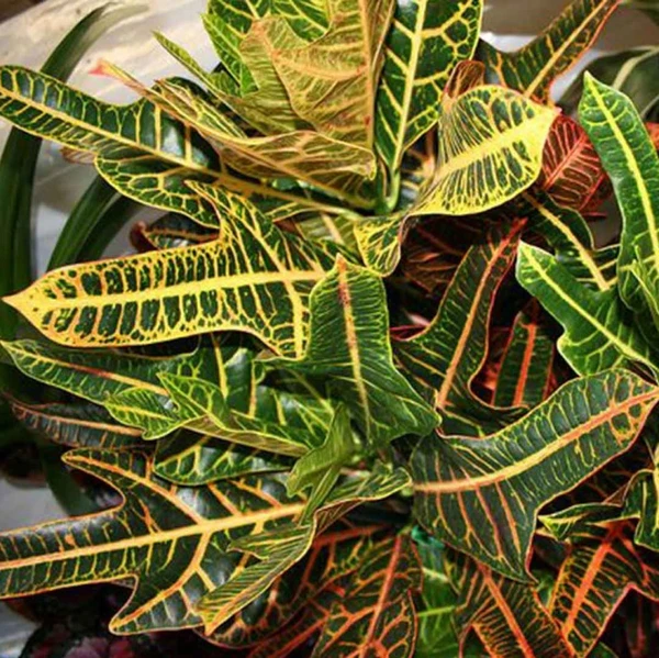 Oakleaf Croton Sapling (100 Pcs.)