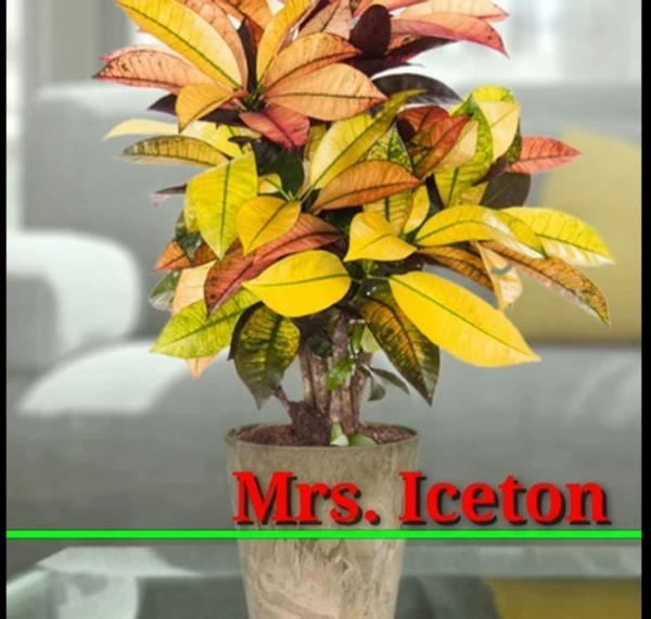 Iceton Croton Sapling (100 Pcs.)