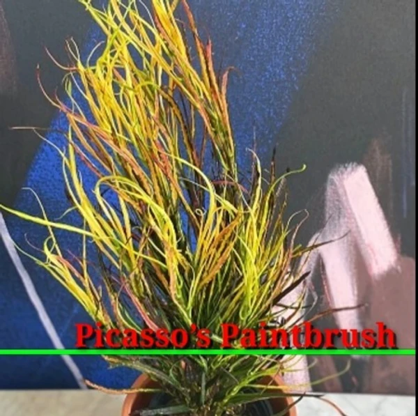 Paintbrush Croton Sapling (100 Pcs.)