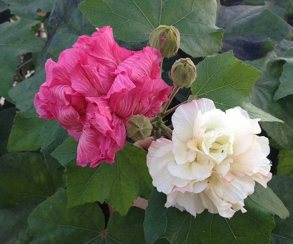 Hibiscus mutabilis (cotton rose) Sapling (100 Pcs.)