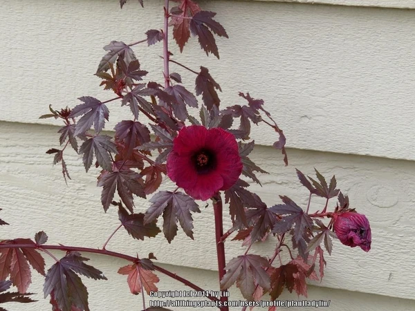 Red Leaved Hibiscus Sapling (100 Pcs.)