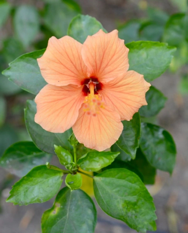 Hibiscus rosa-sinensis-Chinese hibiscus Sapling (100 Pcs.)