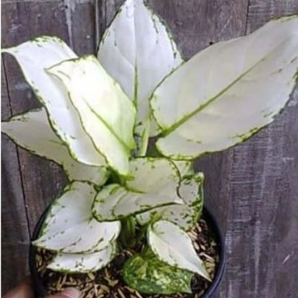 Aglaonema Super White