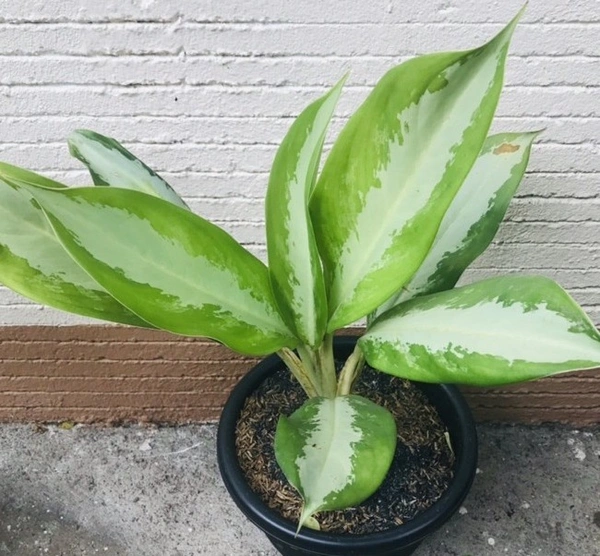 Aglaonema Silver Bay