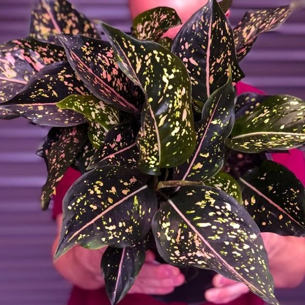 Aglaonema Pink Dalmatian