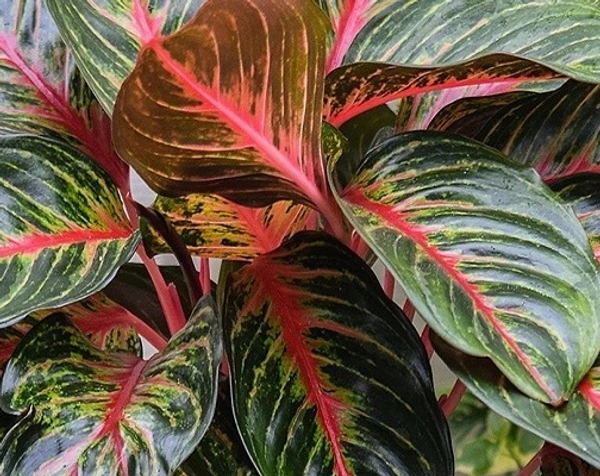 Aglaonema Red Peacock