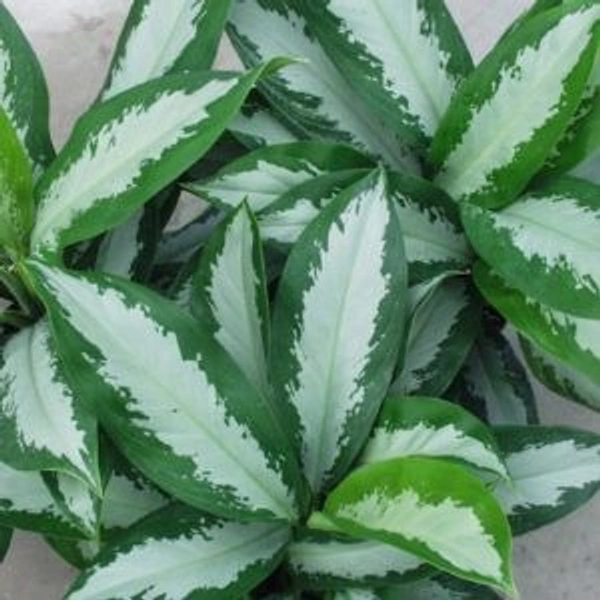 Aglaonema Emerald Bay