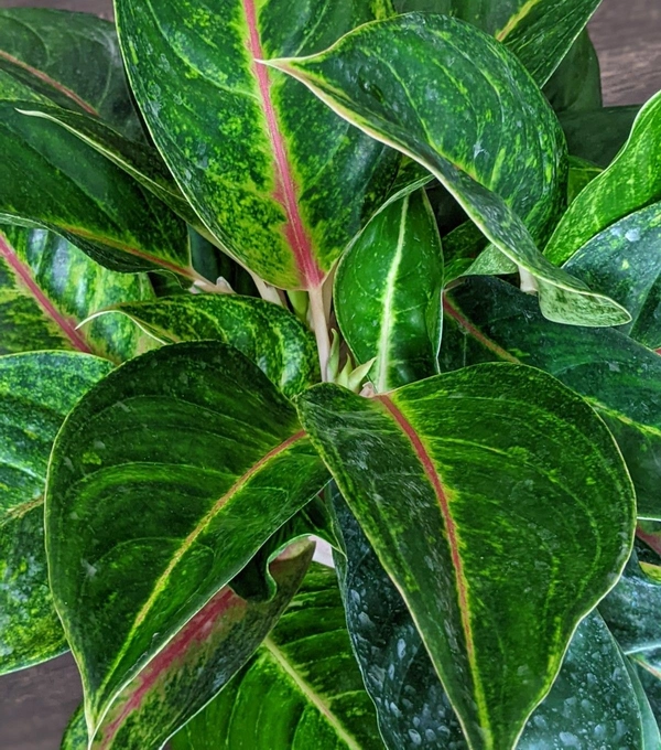 Aglaonema Green Papaya
