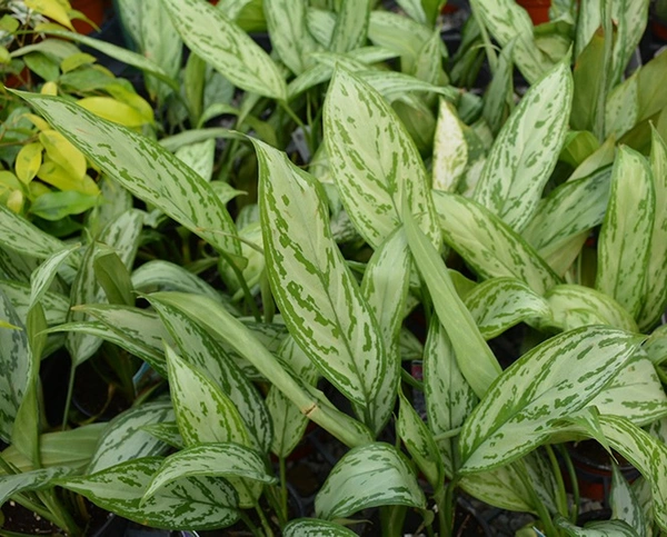 Aglaonema  Silver King