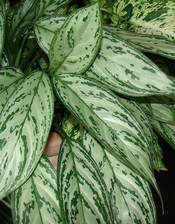 Aglaonema  Silver Queen