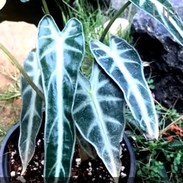 Alocasia Bambino Arrow