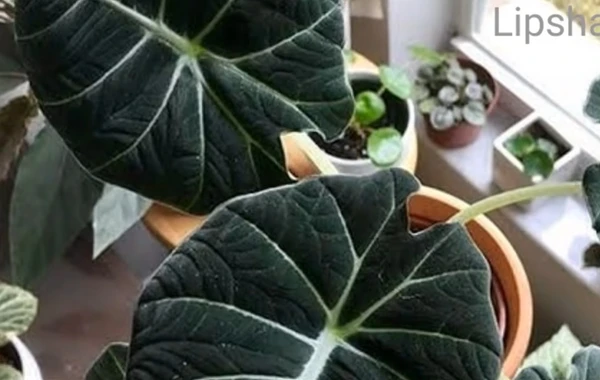 Alocasia Reginula Black Velvet