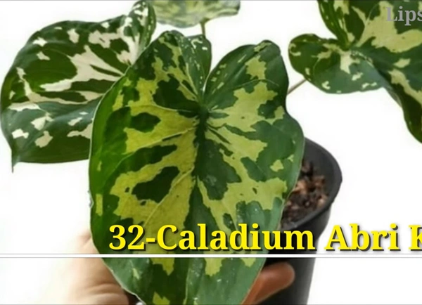 Caladium Abri Keladi