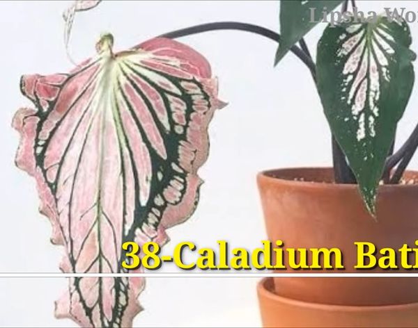 Caladium Batik