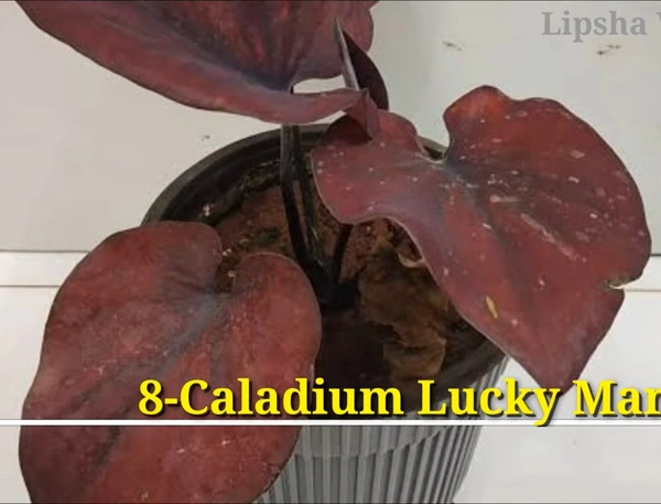 Caladium Lucky Maroon