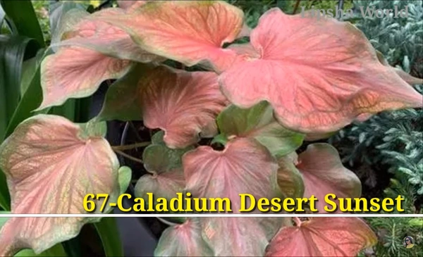 Caladium Desert Sunset