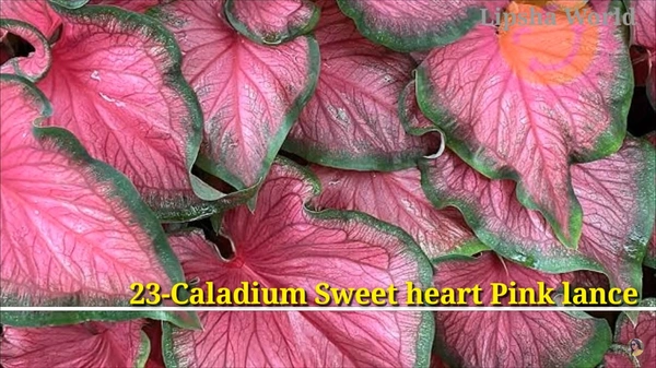 Caladium Sweet Heart Pink Lance