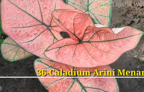 Caladium Arini Menari