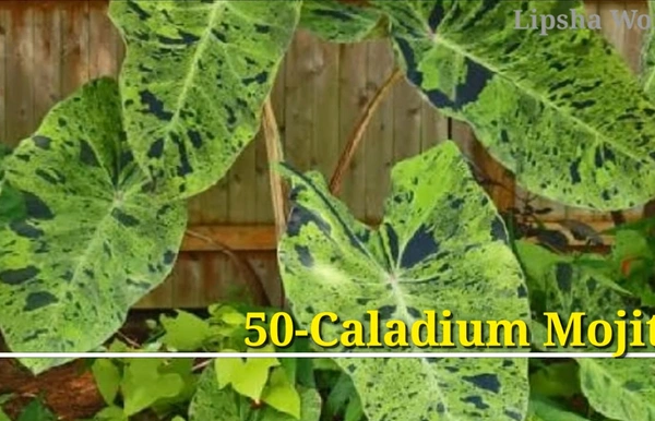 Caladium Mojito