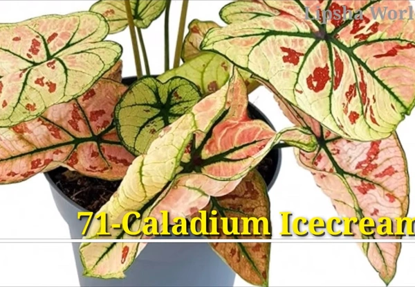 Caladium Icecream