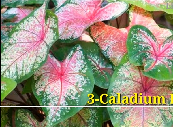 Caladium Bicolor