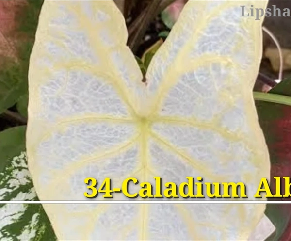 Caladium Albino