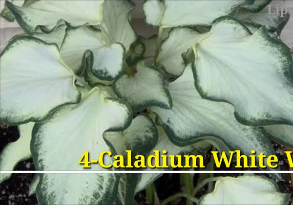 Caladium White Wings
