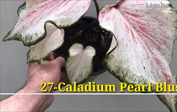 Caladium Pearl Blush