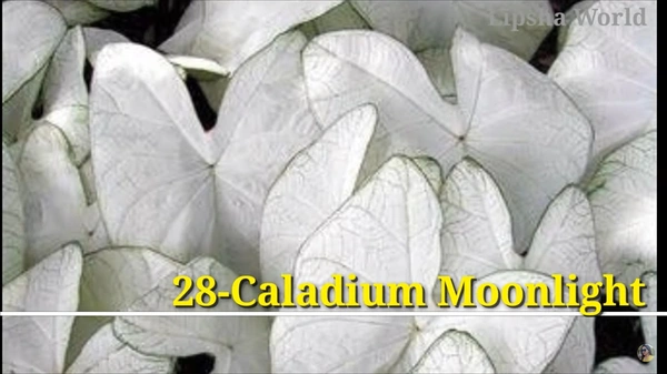 Caladium Moonlight