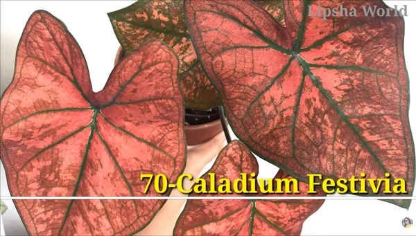 Caladium Festivia
