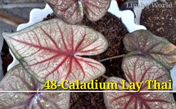Caladium Lay Thai