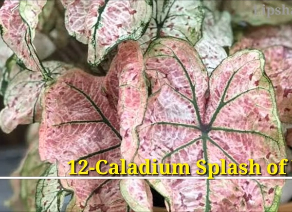 Caladium Splash Of Wine