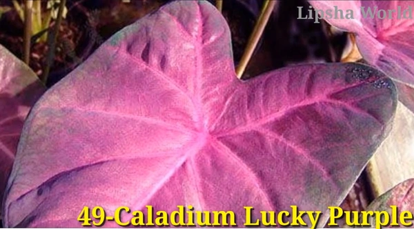 Caladium Lucky Purple