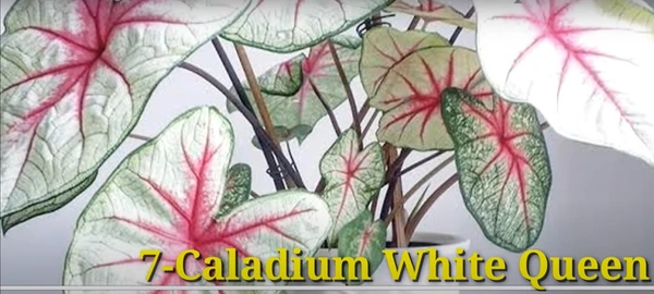 Caladium White Queen