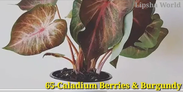 Caladium Berries & Burgundy