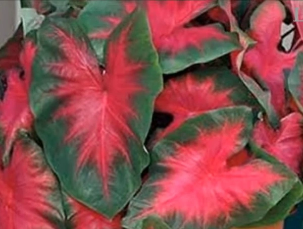 Caladium John Peed