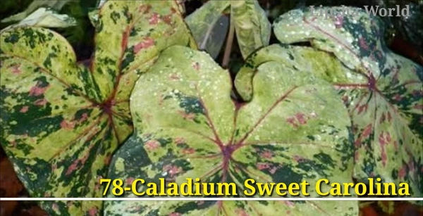 Caladium Sweet Carolina