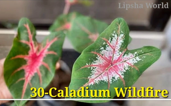 Caladium Wildfire