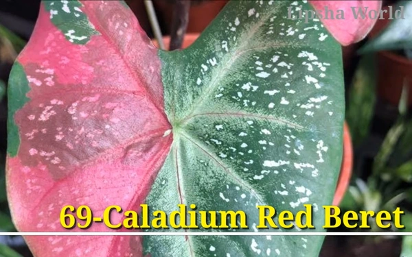 Caladium Red Beret