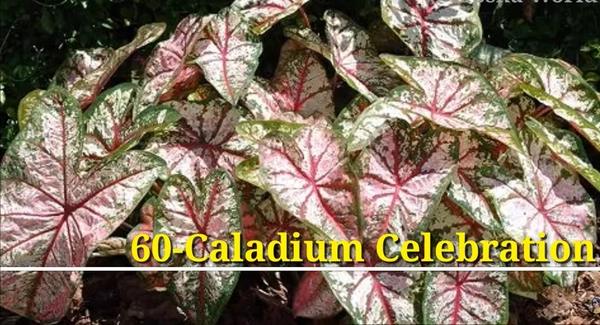 Caladium Celebration