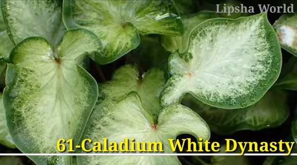 Caladium White Dynasty