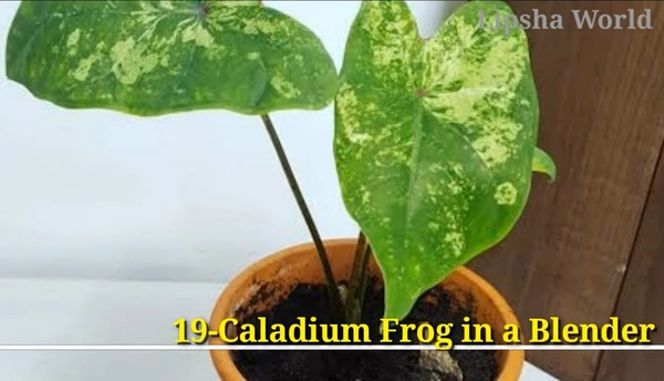 Caladium Frog in a Blender