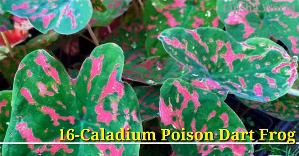 Caladium Poison Dart Frog